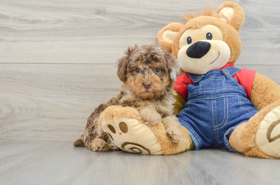 6 week old Poodle Puppy For Sale - Seaside Pups