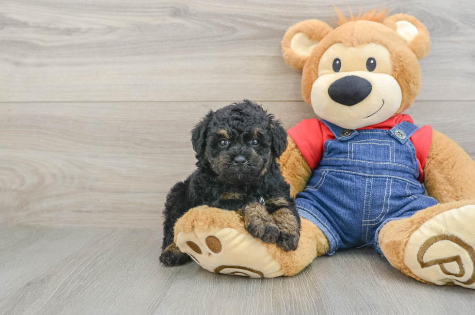 6 week old Poodle Puppy For Sale - Seaside Pups