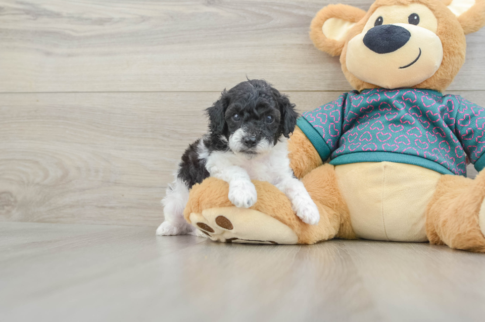 6 week old Poodle Puppy For Sale - Seaside Pups