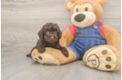 Best Poodle Baby