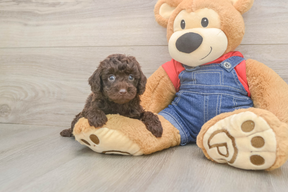 Best Poodle Baby