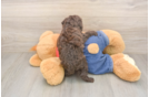 Small Poodle Baby