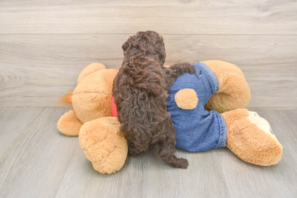 Small Poodle Baby