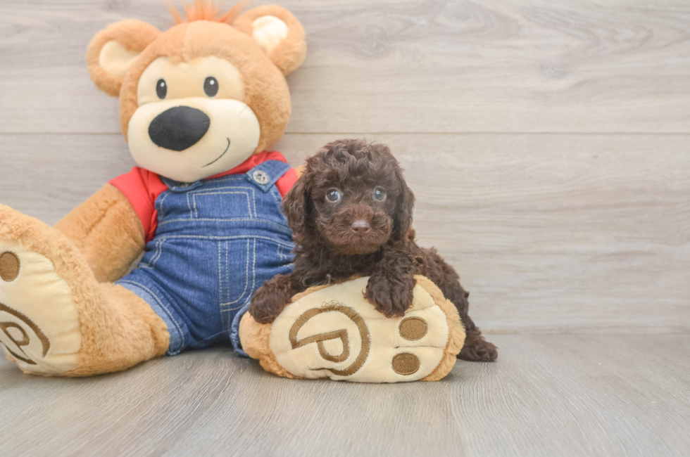 5 week old Poodle Puppy For Sale - Seaside Pups