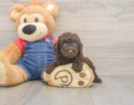 7 week old Poodle Puppy For Sale - Seaside Pups 7 week old Poodle Puppy For Sale - Seaside Pups