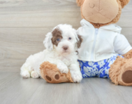 9 week old Poodle Puppy For Sale - Seaside Pups