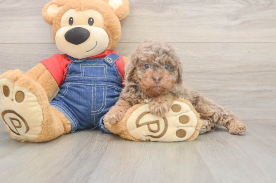 5 week old Poodle Puppy For Sale - Seaside Pups Best Poodle Baby