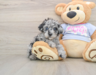 7 week old Poodle Puppy For Sale - Seaside Pups