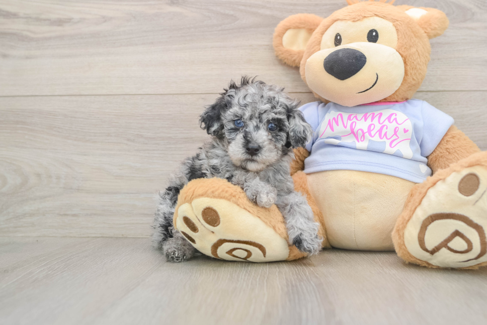 Akc Registered Poodle Baby