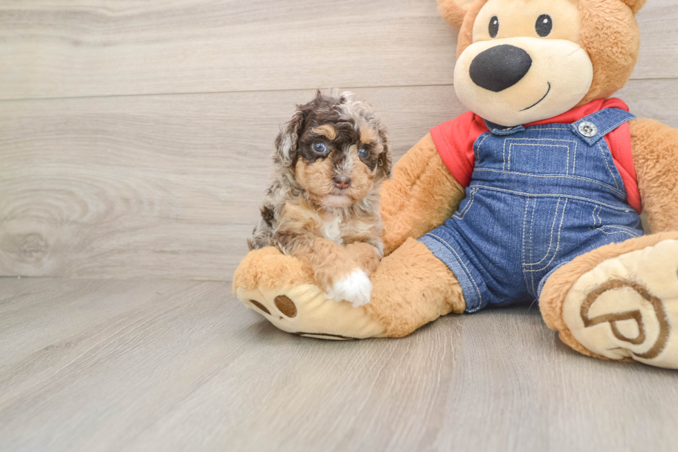 Playful Poodle Purebred Pup