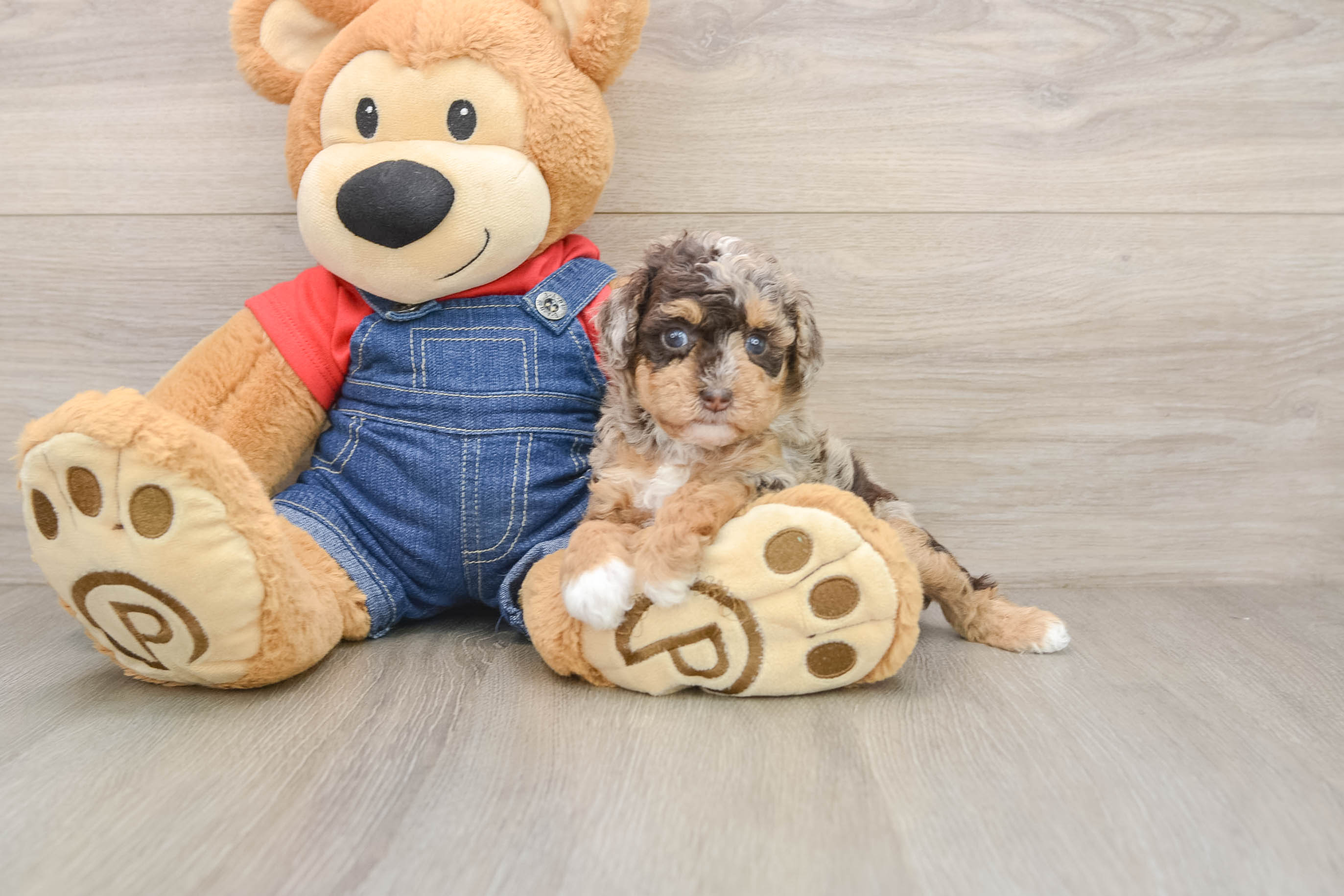 Best Poodle Baby