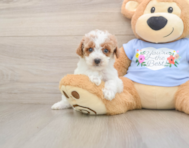 7 week old Poodle Puppy For Sale - Seaside Pups