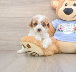 7 week old Poodle Puppy For Sale - Seaside Pups