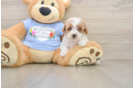 Best Poodle Baby