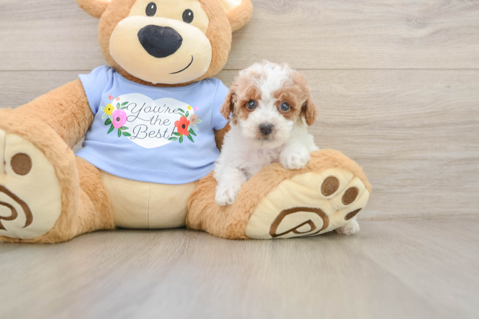 Best Poodle Baby