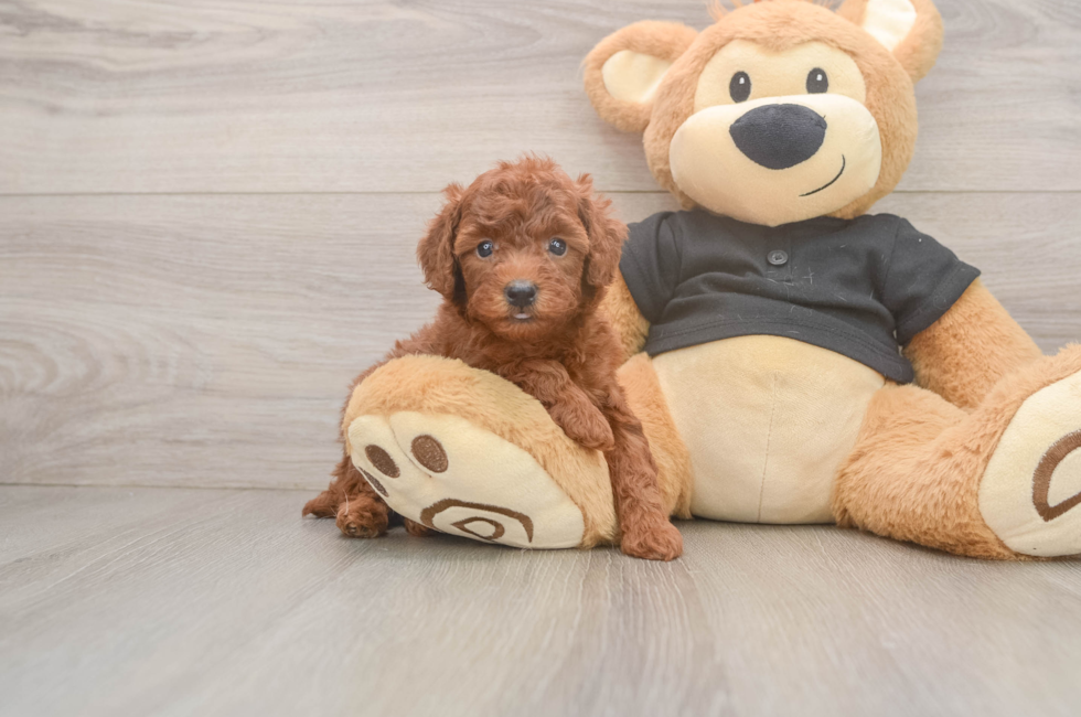 5 week old Poodle Puppy For Sale - Seaside Pups
