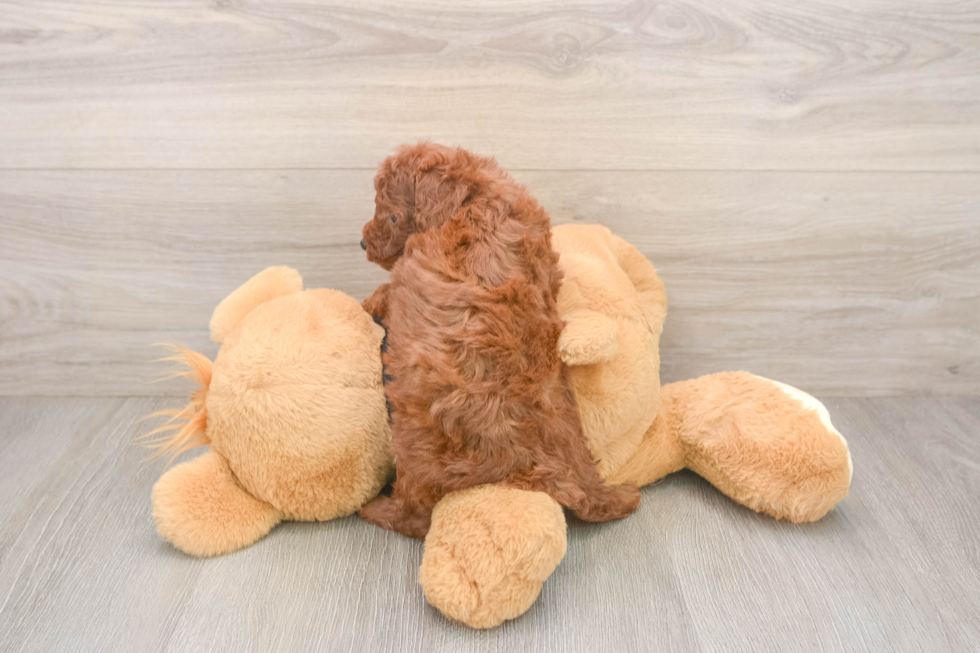 Petite Pudle Purebred Puppy