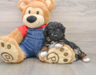 6 week old Poodle Puppy For Sale - Seaside Pups