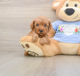 6 week old Poodle Puppy For Sale - Seaside Pups