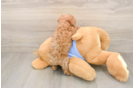 Best Poodle Baby