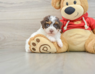 8 week old Poodle Puppy For Sale - Seaside Pups