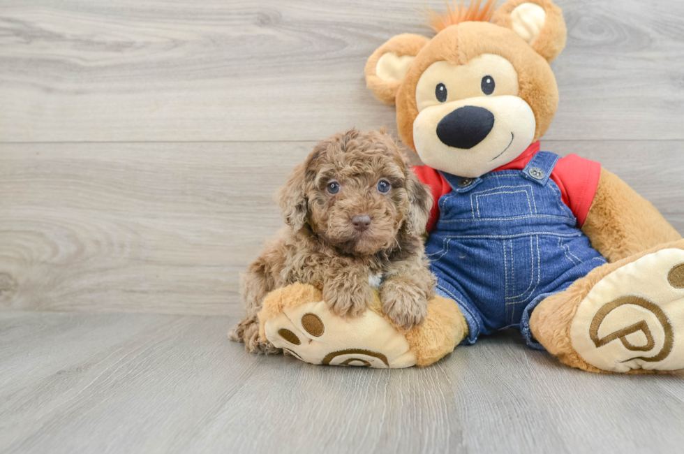 5 week old Poodle Puppy For Sale - Seaside Pups