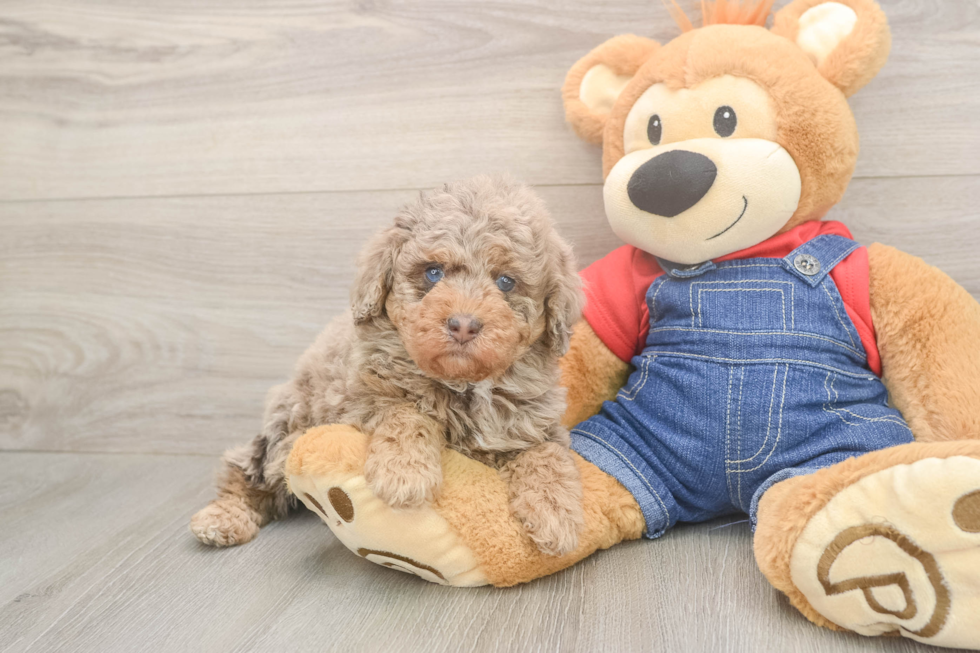 Poodle Pup Being Cute