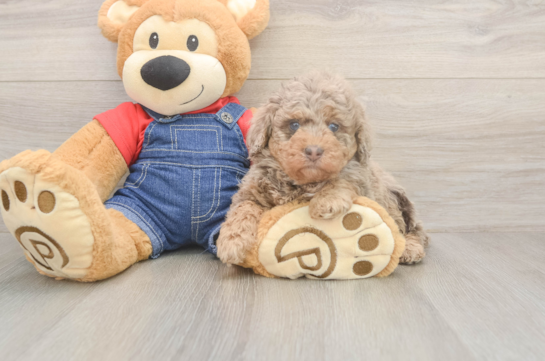 5 week old Poodle Puppy For Sale - Seaside Pups Petite Pudle Purebred Puppy