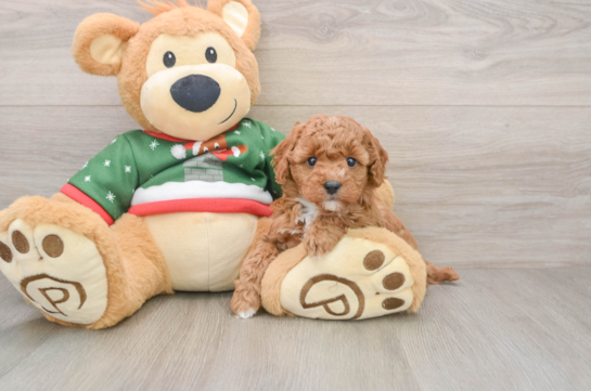 Poodle Pup Being Cute