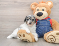 7 week old Poodle Puppy For Sale - Seaside Pups