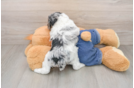 Smart Pooodle Purebred Puppy