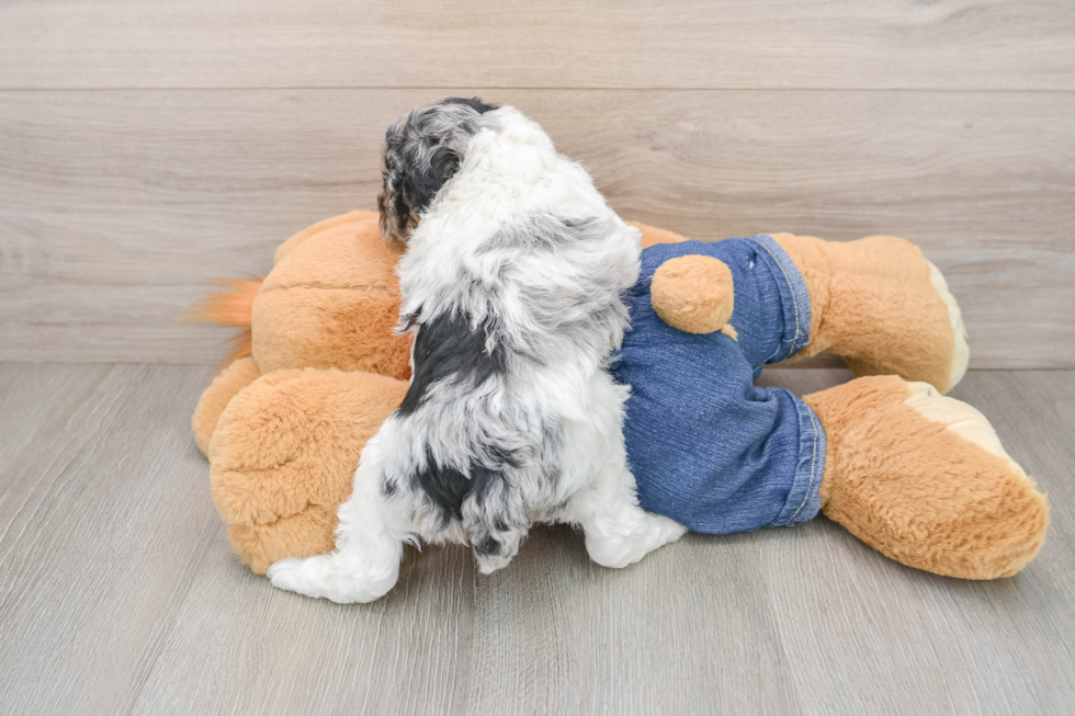 Smart Pooodle Purebred Puppy