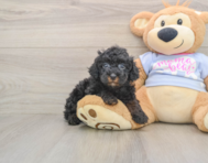 6 week old Poodle Puppy For Sale - Seaside Pups