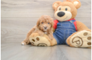 Poodle Pup Being Cute