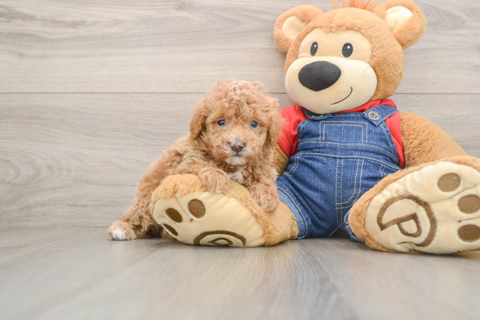 Poodle Pup Being Cute