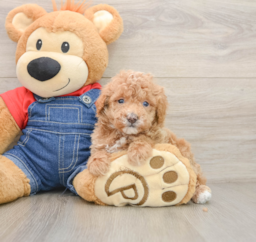 6 week old Poodle Puppy For Sale - Seaside Pups