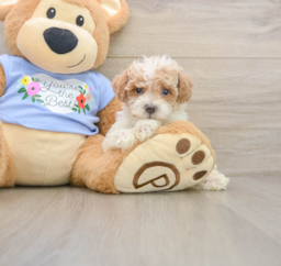 7 week old Poodle Puppy For Sale - Seaside Pups