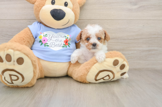 Playful Poodle Baby