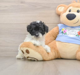 7 week old Poodle Puppy For Sale - Seaside Pups