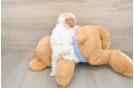 Poodle Pup Being Cute