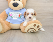8 week old Poodle Puppy For Sale - Seaside Pups