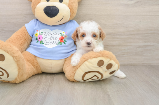 Poodle Puppy for Adoption