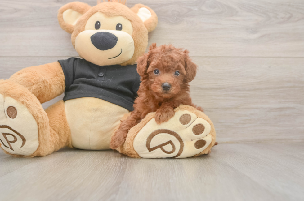 5 week old Poodle Puppy For Sale - Seaside Pups