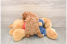 Playful Poodle Purebred Pup
