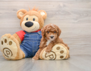 6 week old Poodle Puppy For Sale - Seaside Pups