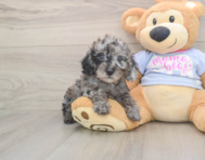 7 week old Poodle Puppy For Sale - Seaside Pups