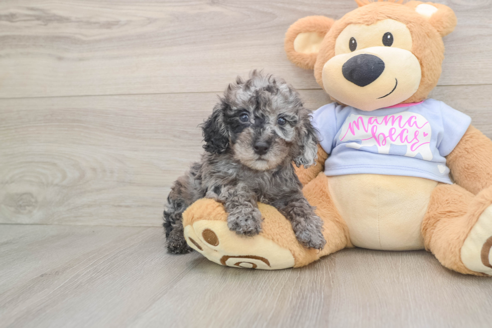 Friendly Poodle Baby