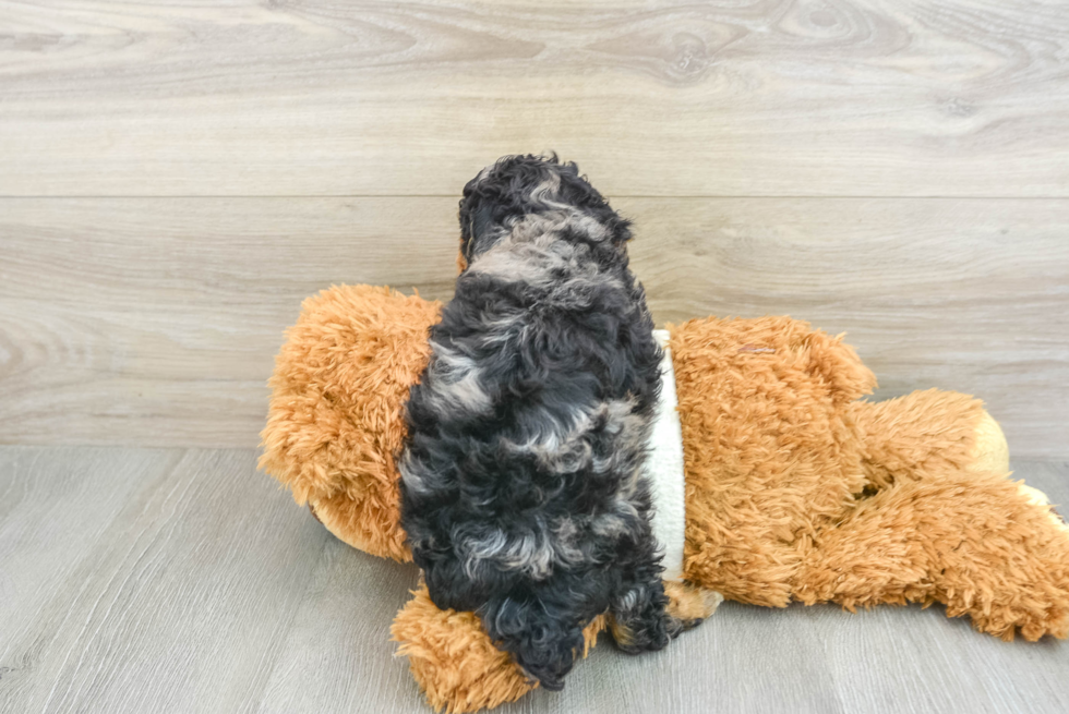 Hypoallergenic Poodle Baby
