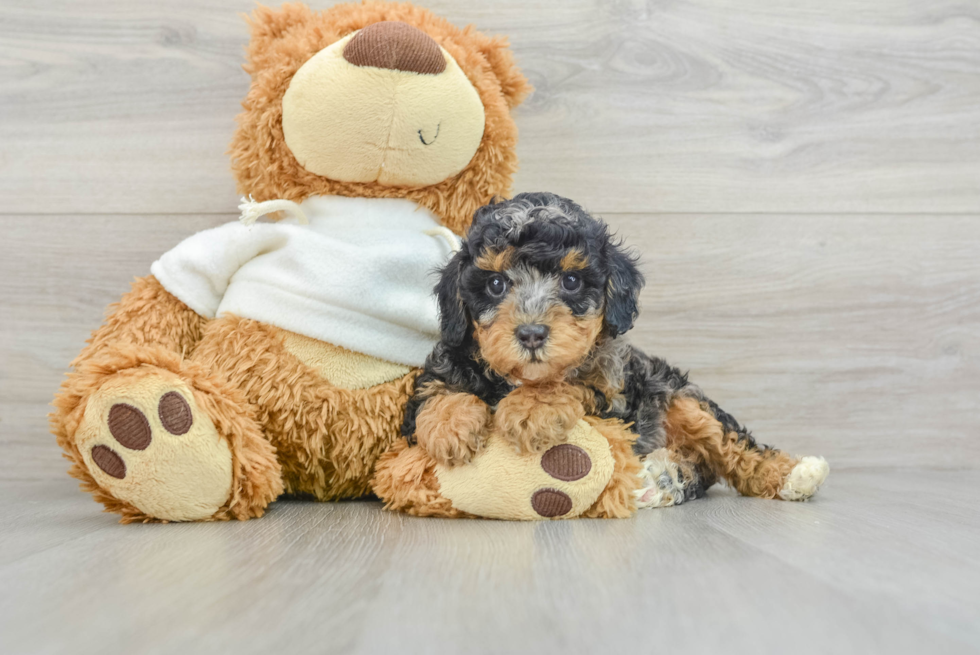 Popular Poodle Baby
