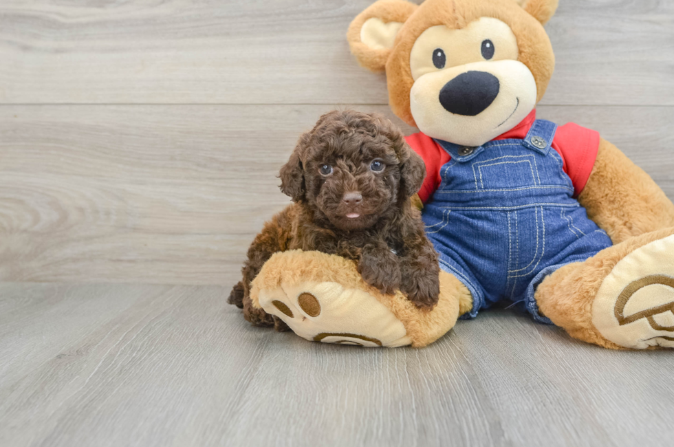 5 week old Poodle Puppy For Sale - Seaside Pups